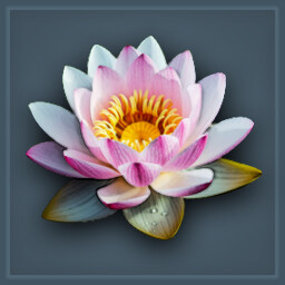 Completed the scenario: "Lotus Flower"