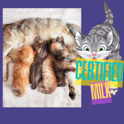Cozy's Cat certified Milk