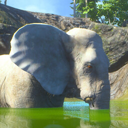 Elephant In The Room