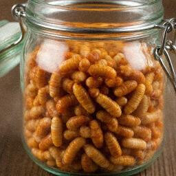 You will be reborn as a worm