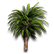 :DesertPalm: